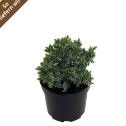 Wacholder 'Blue Star' 17 cm Topf
