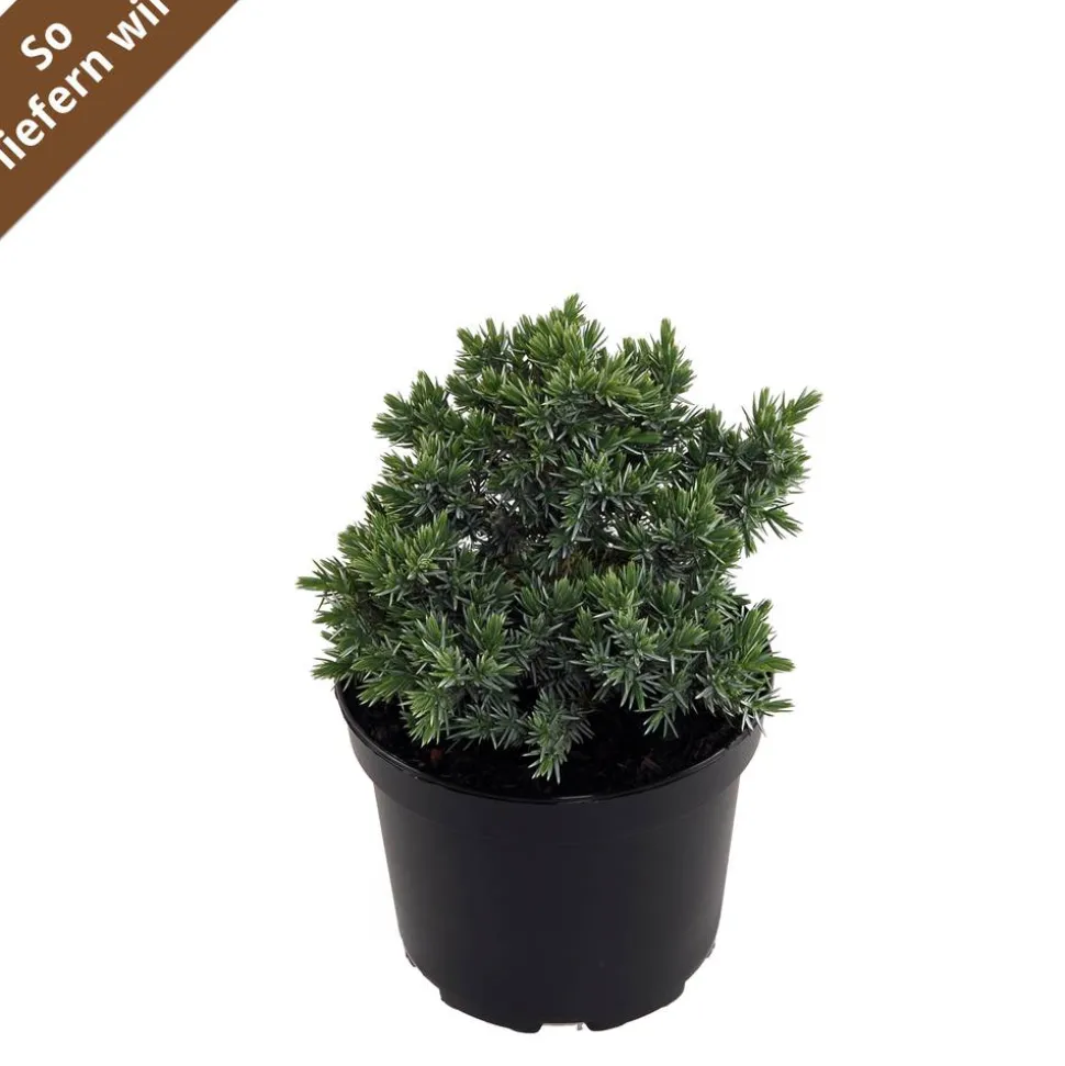 Wacholder 'Blue Star' 17 cm Topf