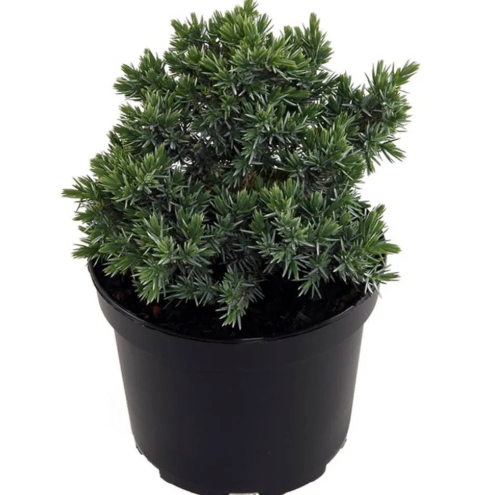 Wacholder 'Blue Star' 17 cm Topf