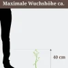 Wacholder 'Nana' 17 cm Topf