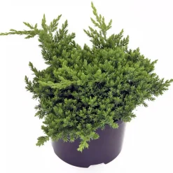 Wacholder 'Nana' 17 cm Topf