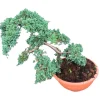 Wacholder 'Nana' Bonsai 60 cm, 33cm cm Schale