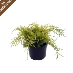 Wacholder 'Old Gold' 17 cm Topf