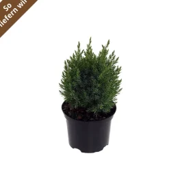 Wacholder "Stricta"