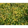 Waldsteinia gelb 1 qm 9 cm Topf 12er-Set