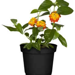 Wandelröschen gelb-orange 13 cm Topf