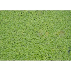 Wasserlinse, 11 x 11 cm Topf, 2er-Set
