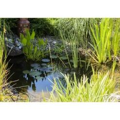 Wasserpflanzen verschiedene Sorten 9 x 9 cm Topf