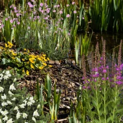 Wasserpflanzen-Mix 'Auenwiese' 6er-Set