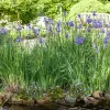 Wasserpflanzen-Mix 'Blaue Blüten' 6er-Set