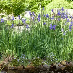 Wasserpflanzen-Mix 'Blaue Blüten' 6er-Set