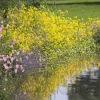 Wasserpflanzen-Mix 'Blütenteich' 6er-Set