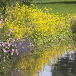 Wasserpflanzen-Mix 'Blütenteich' 6er-Set