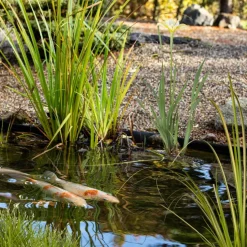 Wasserpflanzen-Mix 'Fischfreunde' 6er-Set