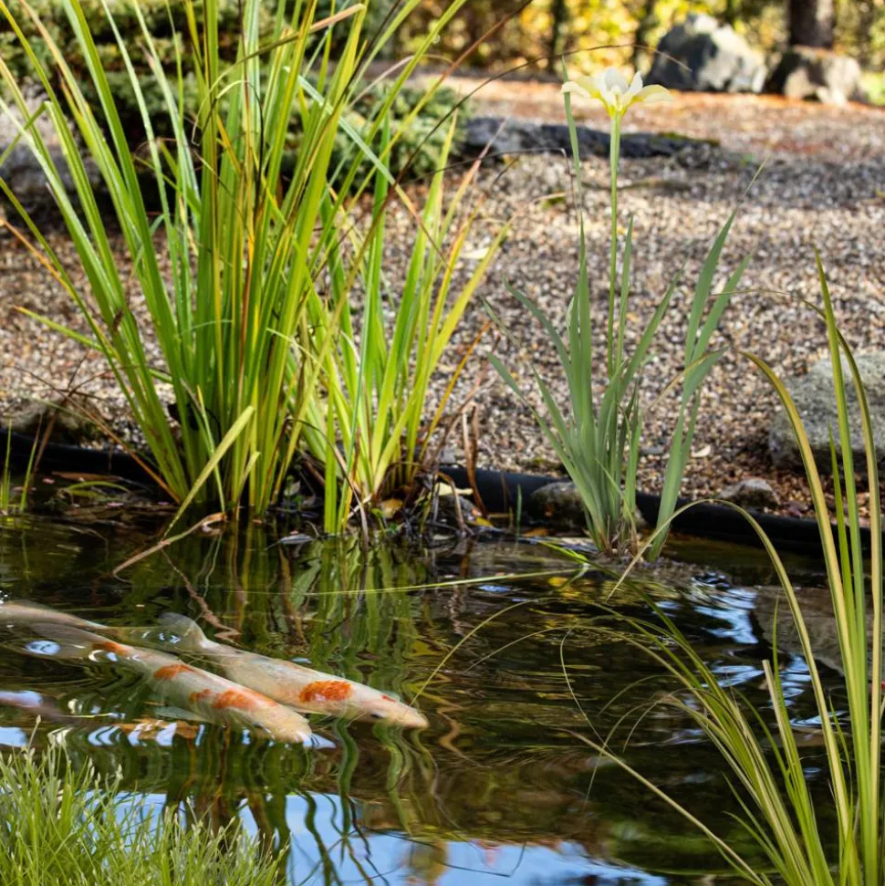 Wasserpflanzen-Mix 'Fischfreunde' 6er-Set