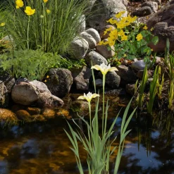 Wasserpflanzen-Mix 'Gelbe Blüten' 6er-Set