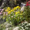 Wasserpflanzen-Mix 'Insektenfreundlich' 6er-Set