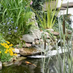 Wasserpflanzen-Mix 'Miniteich' 6er-Set