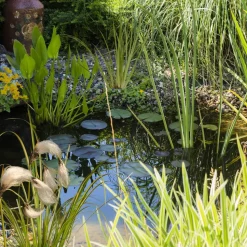 Wasserpflanzen-Mix 'Naturteich' 6er-Set