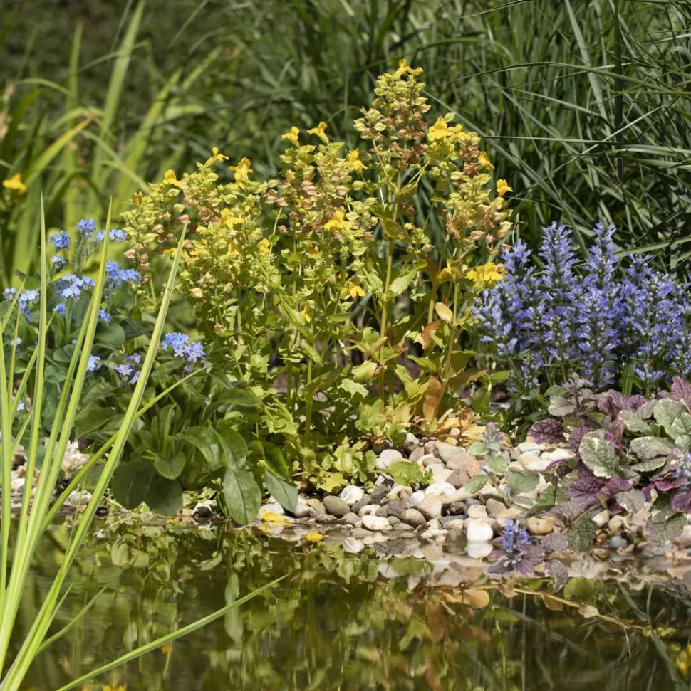 Wasserpflanzen-Mix 'niedrige Teichumrander' 6er-Set