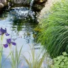 Wasserpflanzen-Mix 'Reinigungspflanzen' 6er-Set