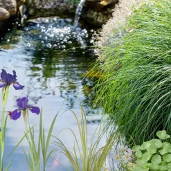 Wasserpflanzen-Mix 'Reinigungspflanzen' 6er-Set