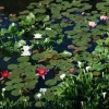 Wasserpflanzen-Mix 'Seerosen' 3er-Set