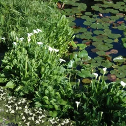 Wasserpflanzen-Mix 'Weiße Blüten' 6er-Set