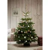 Weihnachtsbaum Nordmanntanne topfgedrückt 100-125 cm