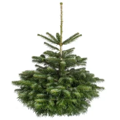 Weihnachtsbaum Nordmanntanne gesägt 100-130 cm