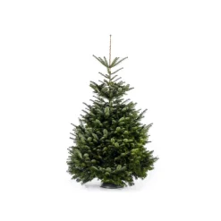 Weihnachtsbaum Nordmanntanne gesägt 150-190 cm
