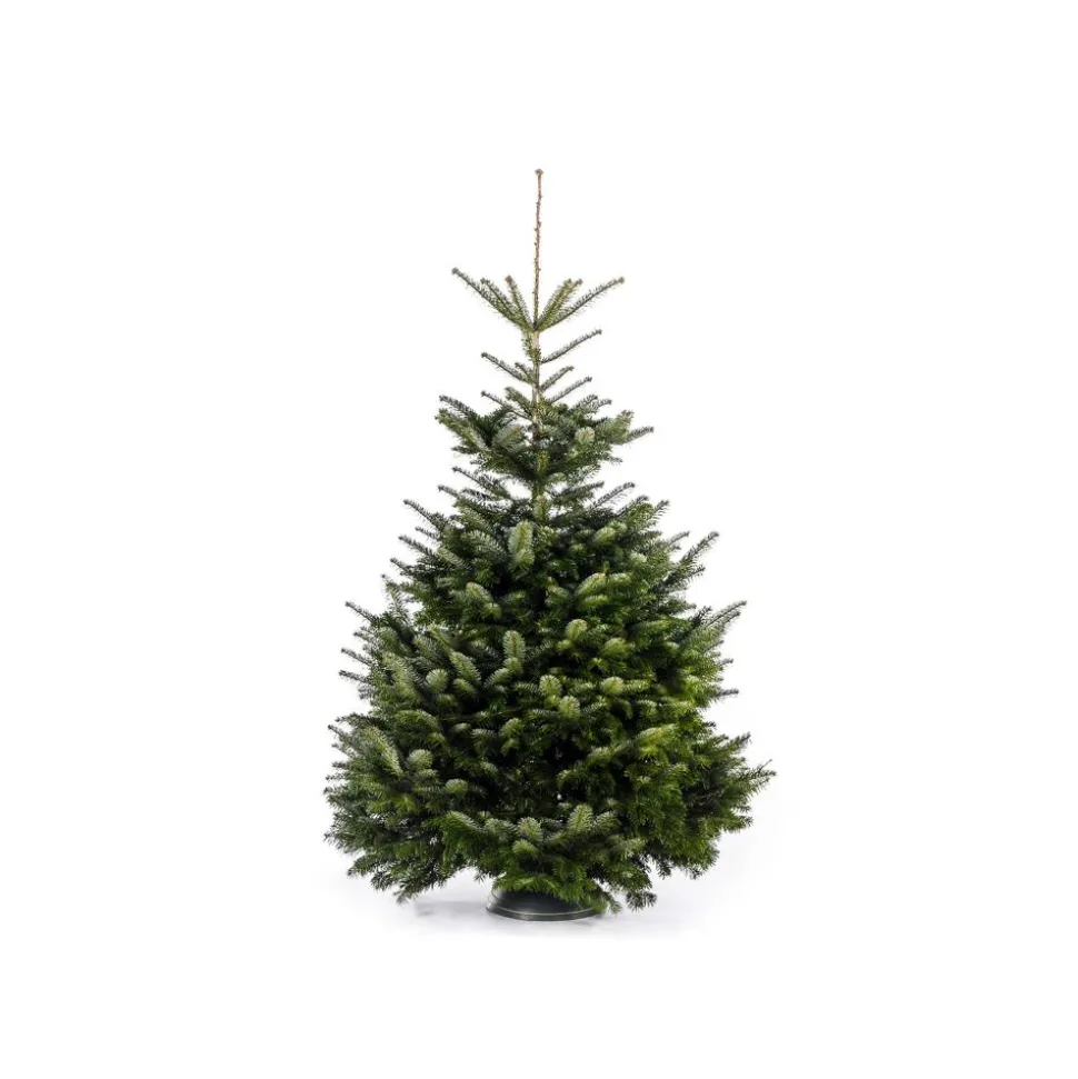 Weihnachtsbaum Nordmanntanne gesägt 150-190 cm