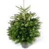 Weihnachtsbaum Nordmanntanne topfgedrückt 60-80 cm