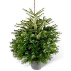 Weihnachtsbaum Nordmanntanne topfgedrückt 60-80 cm