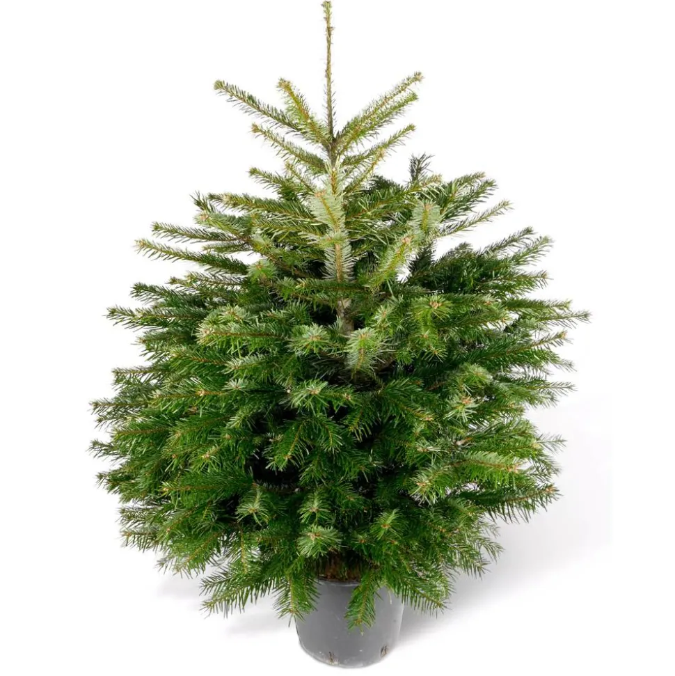 Weihnachtsbaum Nordmanntanne topfgedrückt 60-80 cm