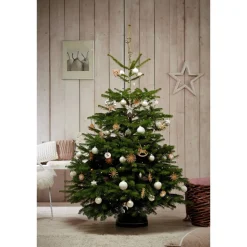 Weihnachtsbaum Nordmanntanne topfgedrückt 60-80 cm