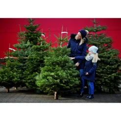 Weihnachtsbaum Nordmanntanne topfgewachsen 100-125 cm