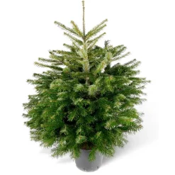 Weihnachtsbaum Nordmanntanne topfgewachsen 100-125 cm