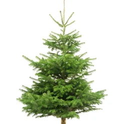 Weihnachtsbaum Nordmanntanne gesägt 130-150 cm