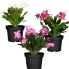 Weihnachtskaktus Farbmix 11 cm Topf, 3er-Set