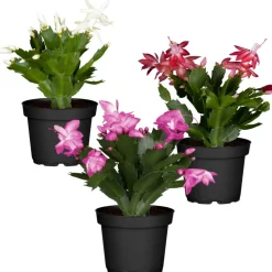 Weihnachtskaktus Farbmix 11 cm Topf, 3er-Set