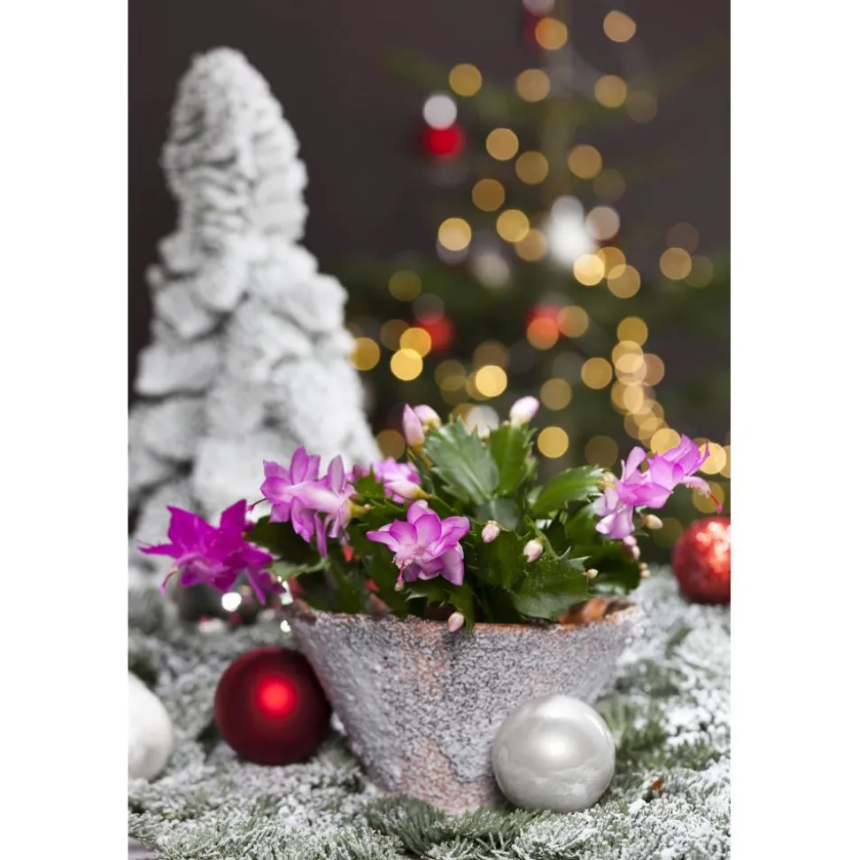 Weihnachtskaktus Farbmix 11 cm Topf, 3er-Set