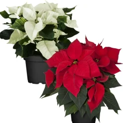 Weihnachtsstern Farbmix 13 cm, 2er-Set