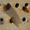 Wildbienennisthilfen Buche, 8mm