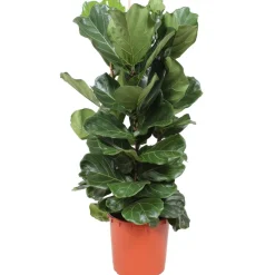 XXL-Geigenfeige 3 Stämme 130 cm, 34 cm Topf