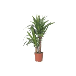 Yucca 2-stämmig 17 cm Topf