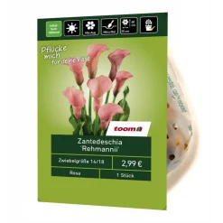 Zantedeschia 'Rehmanii' 1 Stück