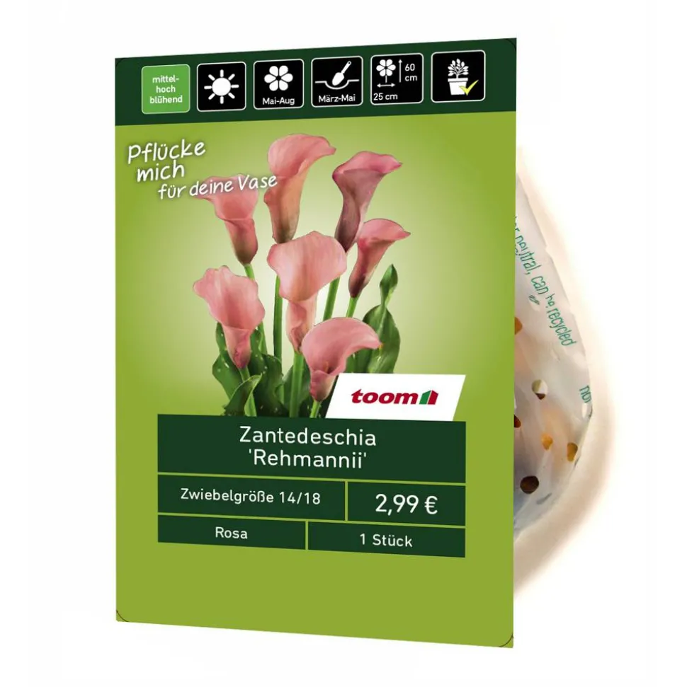Zantedeschia 'Rehmanii' 1 Stück