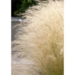Zartes Federgras 'Ponytails' 19 cm Topf