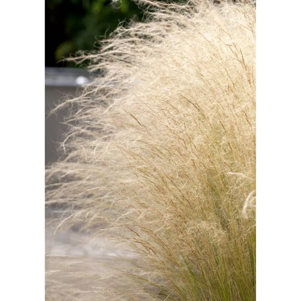 Zartes Federgras 'Ponytails' 19 cm Topf